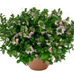 Сцевола Bicolor Rose Blessing от Завода ФЛОРА