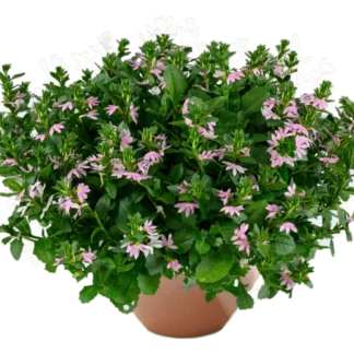 Сцевола Bicolor Rose Blessing от Завода ФЛОРА