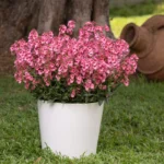 Диасция Trinity Pink от Завода ФЛОРА