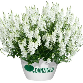 Диасция Trinity White от Завода ФЛОРА