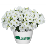 Петуния Capella White Imp от Завода ФЛОРА