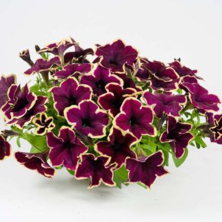 Петуния Cascadias RIMerlot от Завода ФЛОРА