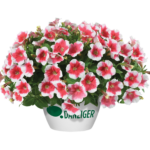 Петуния Capella Cherry Vanilla от Завода ФЛОРА