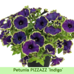 Петуния PIZZAZ Indigo от Завода ФЛОРА