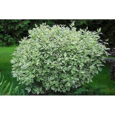 Дерен белый “Элегантиссима” (Cornus alba Elegantissima) (0,5л)