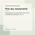 Что вы получите — Пеперомия Рейндроп (0,2л)