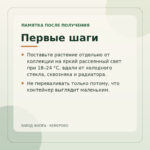Первые шаги — Пеперомия Рейндроп (0,2л)
