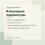 Ключевые параметры — Пеперомия Рейндроп (0,2л)