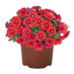 Калибрахоа Aloha Kona Red от Завода ФЛОРА
