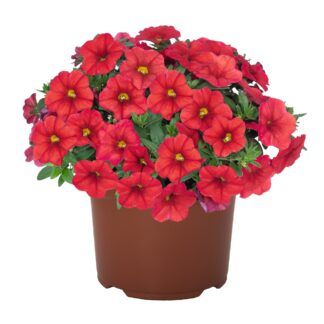 Калибрахоа Aloha Kona Red от Завода ФЛОРА