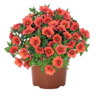 Калибрахоа Aloha Kona Orange от Завода ФЛОРА