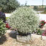 Эуфорбия Euphorbia Silver Fog от Завода ФЛОРА