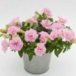 Петуния Sweet Sunshine Light Pink от Завода ФЛОРА