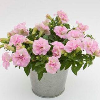 Петуния Sweet Sunshine Light Pink от Завода ФЛОРА