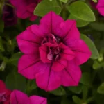 Петуния SweetSunshine Magenta от Завода ФЛОРА