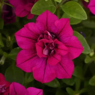 Петуния SweetSunshine Magenta от Завода ФЛОРА