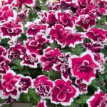 Петуния SweetSunshine Magenta Picotee от Завода ФЛОРА