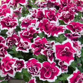 Петуния SweetSunshine Magenta Picotee от Завода ФЛОРА