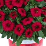 Калибрахоа Oro double Red от Завода ФЛОРА