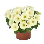 Петунии Sweetunia Popcorn от Завода ФЛОРА