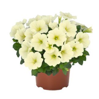 Петунии Sweetunia Popcorn от Завода ФЛОРА
