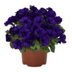 Петуния Sweetunia Blue от Завода ФЛОРА
