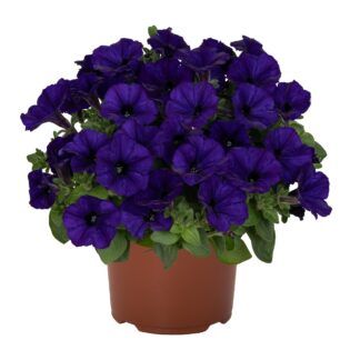 Петуния Sweetunia Blue от Завода ФЛОРА