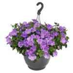 Петуния Sweetunia Blue Sky от Завода ФЛОРА