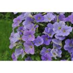 Петуния Sweetunia Blue Sky от Завода ФЛОРА