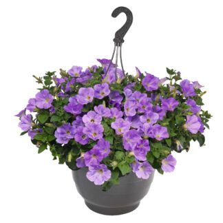 Петуния Sweetunia Blue Sky от Завода ФЛОРА