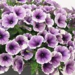 Петуния Bonnie Lavender Face от Завода ФЛОРА
