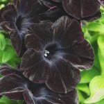 Петуния Bonnie Velvet ’20 от Завода ФЛОРА