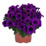 Петуния Sweetunia Disco Purple от Завода ФЛОРА