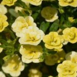 Калибрахоа MiniFamous Uno Double Lemon 27 от Завода ФЛОРА