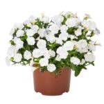Калибрахоа MiniFamous Neo Double White Elegance от Завода ФЛОРА