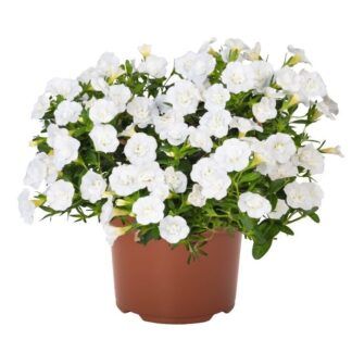 Калибрахоа MiniFamous Neo Double White Elegance от Завода ФЛОРА
