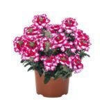 Вербена Wicked Pink Pepper от Завода ФЛОРА