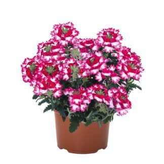 Вербена Wicked Pink Pepper от Завода ФЛОРА