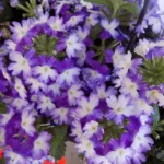Вербена Wicked Dark Purple от Завода ФЛОРА