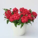 Вербена Lascar Red with Eye 25 от Завода ФЛОРА