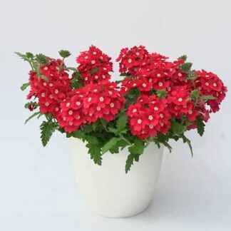 Вербена Lascar Red with Eye 25 от Завода ФЛОРА