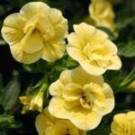 Калибрахоа MiniFamous Neo Double Lemon ’15 от Завода ФЛОРА