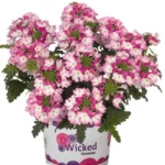 Вербена Wicked Dark Pink от Завода ФЛОРА