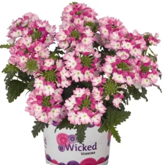 Вербена Wicked Dark Pink (0,1л)