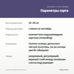 Агератум AGUILERA SKY BLUE (0,1л) — параметры сорта