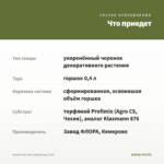 Аглаонема Фёст Даймонд (0,4л) — что приедет