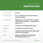 Агростис Green Twist /ампельный бамбук (срез/3шт) — параметры сорта