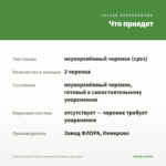 Агростис Green Twist /ампельный бамбук (срез/3шт) — что приедет