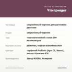 Алиссум Easy Breezy Pink (0,1л) — что приедет