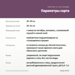 Алиссум Easy Breezy Pink (срезы/5шт) — параметры сорта
